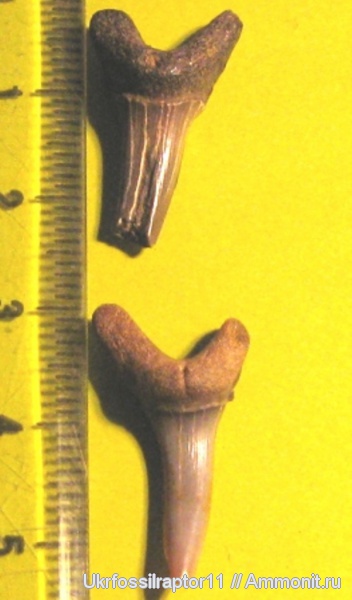 Striatolamia, Киев, Striatolamia striata