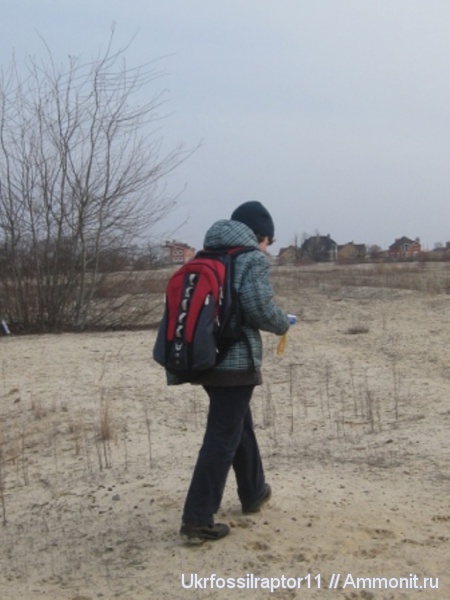 Elasmobranchii, Киев