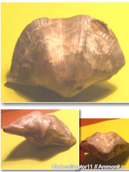 девон, Devonian, Cyrtospirifer, ?, Spiriferida