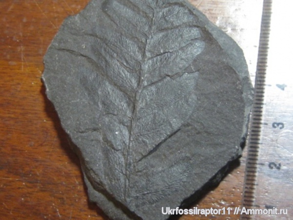 птеридоспермы