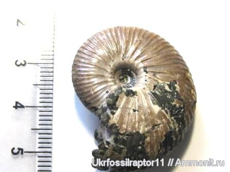 Funiferites, ?, Funiferites patruus