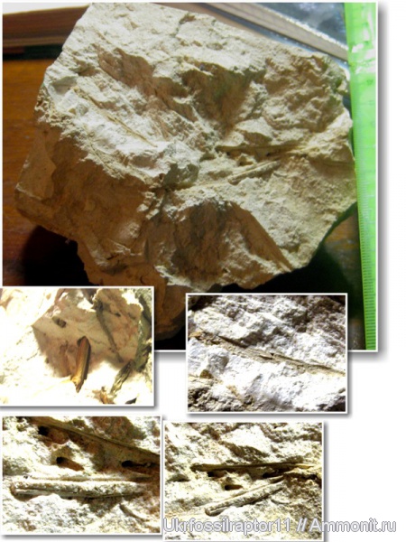 растения, Мыс Казантип