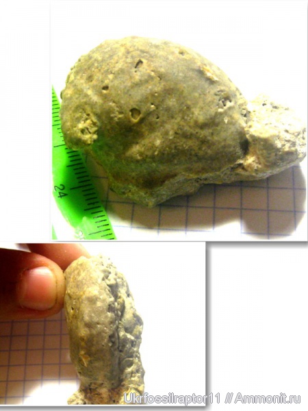 Haliotis volhynica, Haliotis