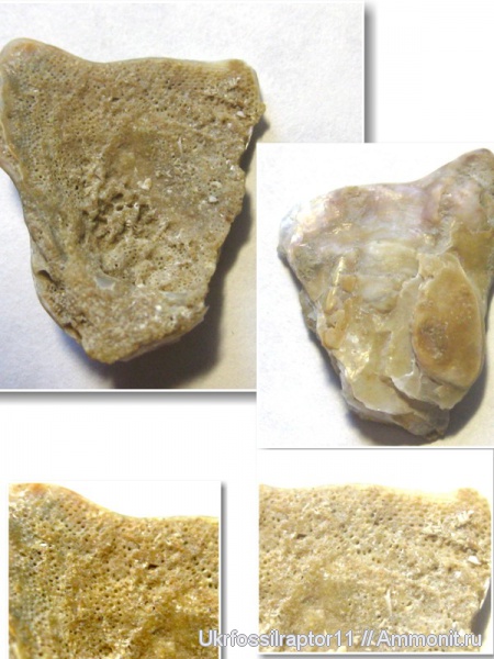 мшанки, двустворки, Крым