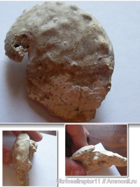 Haliotis volhynica, Haliotis