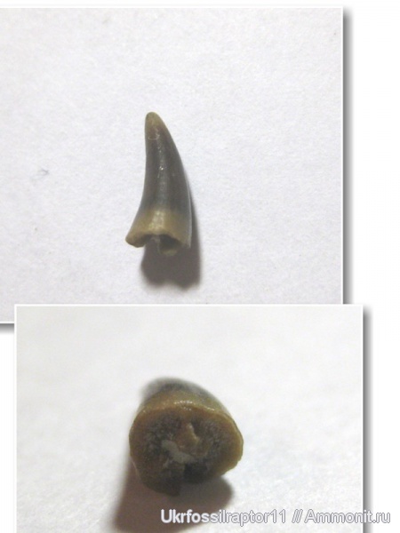 Киев, зубы рыб, fish teeth