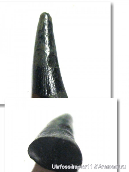 Киев, зубы рыб, fish teeth