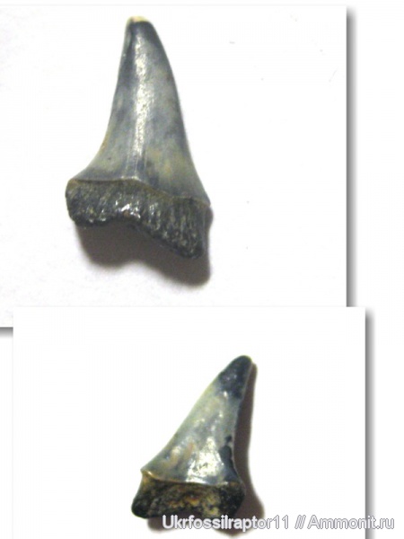 акулы, Киев, sharks