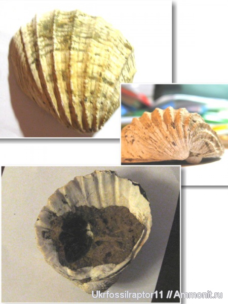 неоген, Крым, Cardiidae, Limnocardium