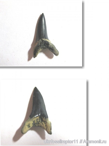 ?, Striatolamia, Киев