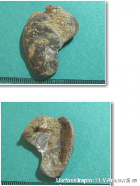 двустворки, Крым, ?, плиоцен