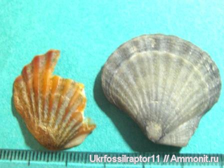 двустворки, Крым, ?, плиоцен, Pectinidae