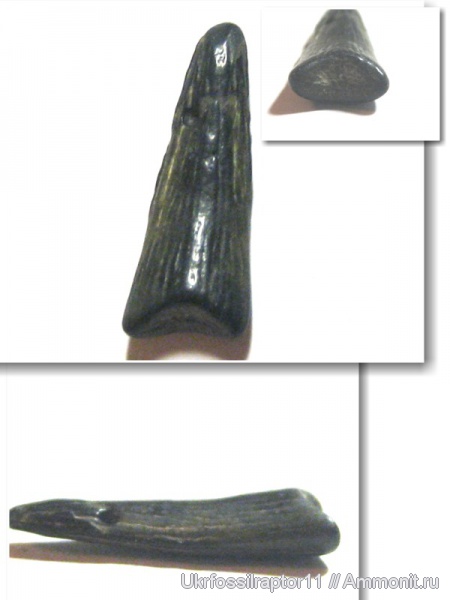 рыбы, Малинский карьер, fish