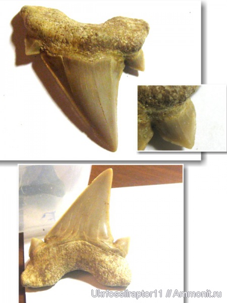 Марокко, Otodus, Otodus obliquus