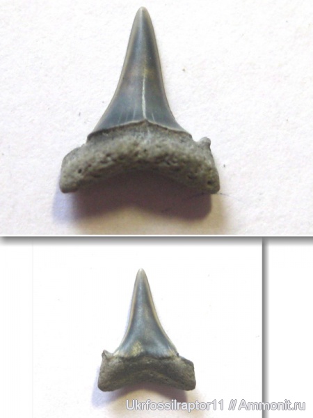 ?, Киев, Odontaspididae