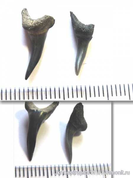 ?, Киев, Lamniformes