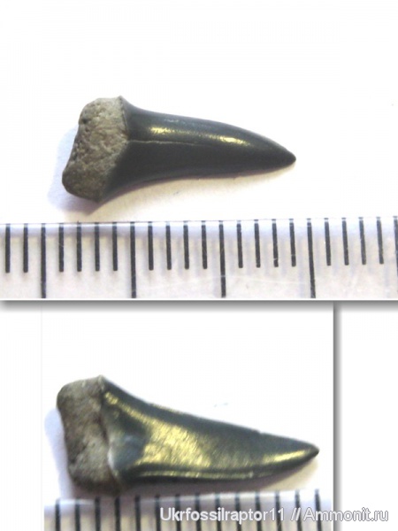 ?, Киев, Lamniformes