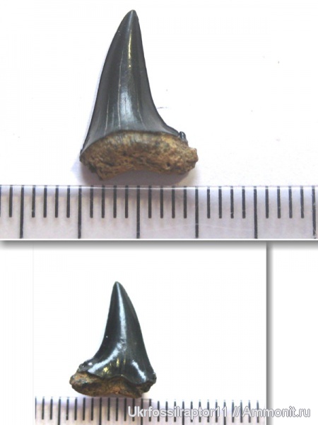 ?, Киев, Lamniformes