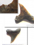 Carcharocles(Otodus) auriculatus