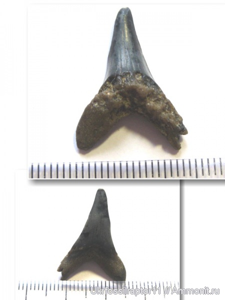 Jaekelotodus, Киев