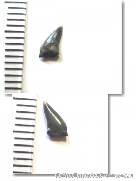 ?, Киев, Anacoracidae