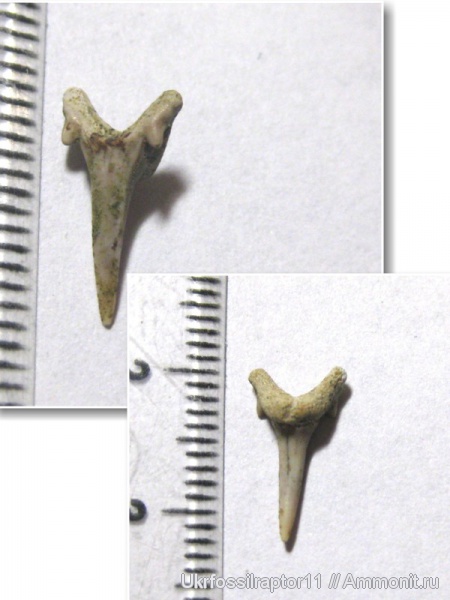 Eostriatolamia, Eostriatolamia subulata