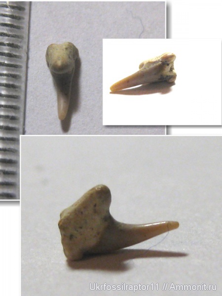 Leptostyrax, Leptostyrax macrorhiza