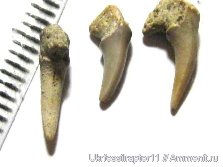 Leptostyrax, Leptostyrax macrorhiza