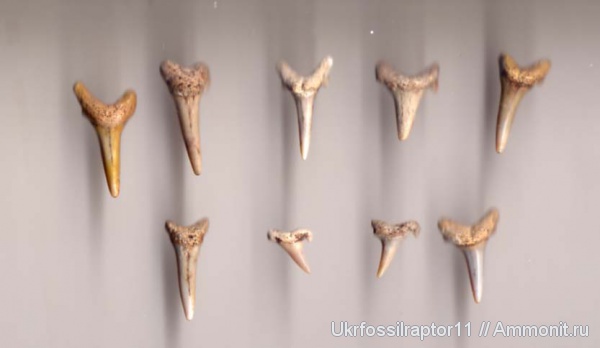 Eostriatolamia, Eostriatolamia subulata