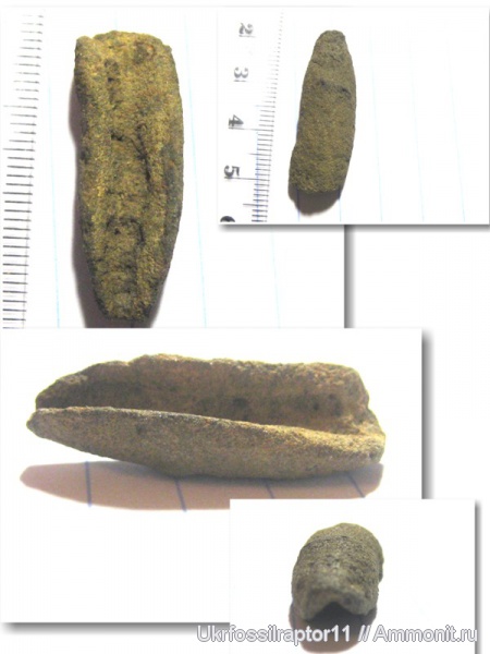 ризоконкреции, Киев