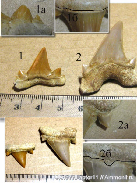 Марокко, Cretalamna, Elasmobranchii, Otodus, Otodus obliquus, Cretalamna biauriculata