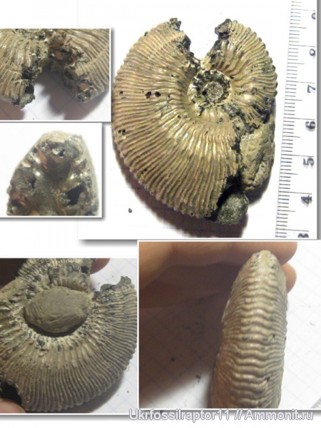 Kosmoceras, Kosmoceras proniae