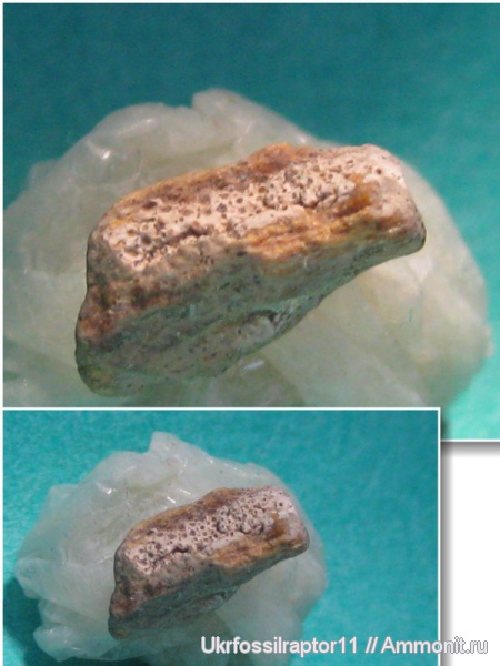 сеноман, ?, Elasmodus, Cenomanian