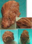 Фрагмент раковины гастроподы Eotibia lucida(Sowerby)