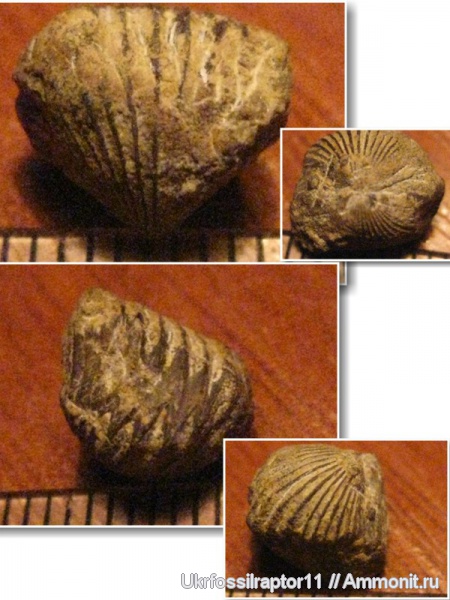 силур, Silurian, ?, Camarotoechia, Ferganella, Rhynchonellida, Смотрич