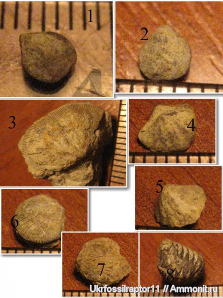 силур, Silurian, ?, Camarotoechia, Atrypa, Lingula, Cyrtia, Смотрич, Orthis