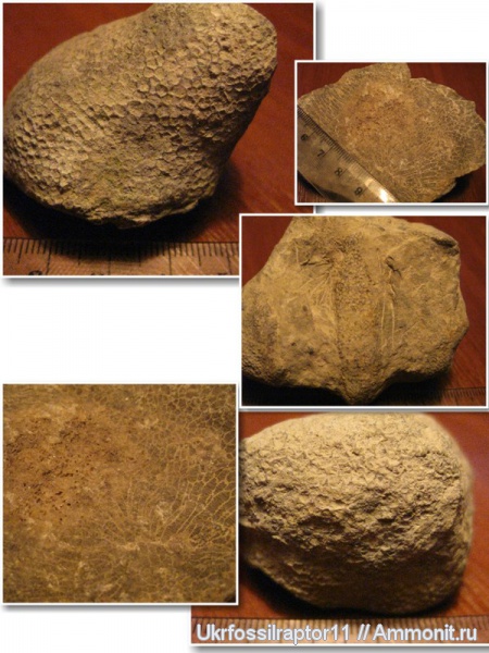 силур, кораллы, Silurian, Tabulata, Смотрич, Favosites