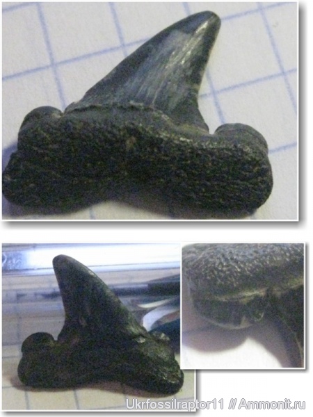 Striatolamia, Киев, Striatolamia macrota