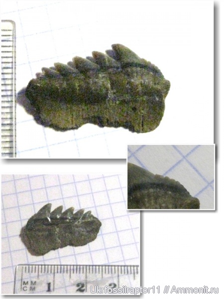 зубы, эоцен, акулы, зубы акул, Elasmobranchii, Notorhynchus, Киев, Hexanchiformes, teeth, shark teeth, sharks