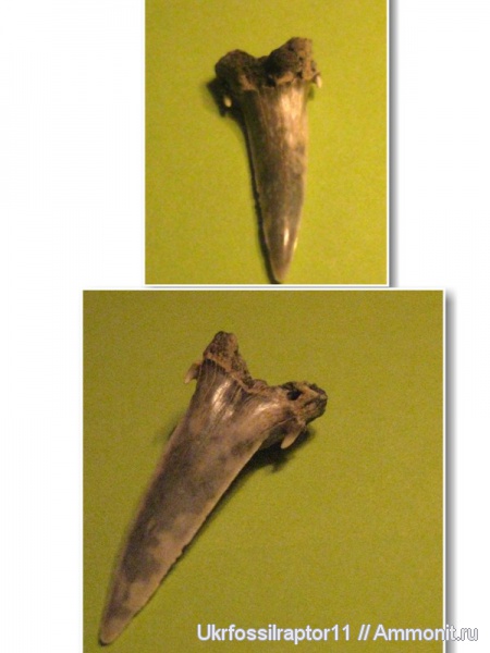 ?, Киев, Hypotodus