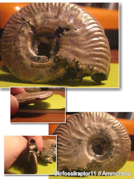 Михайлов, келловей, Sublunuloceras, ?, Sublunuloceras lonsdalii, Callovian, Middle Jurassic