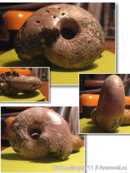 Михайлов, Funiferites, келловей, ?, Funiferites allae, Callovian, Middle Jurassic