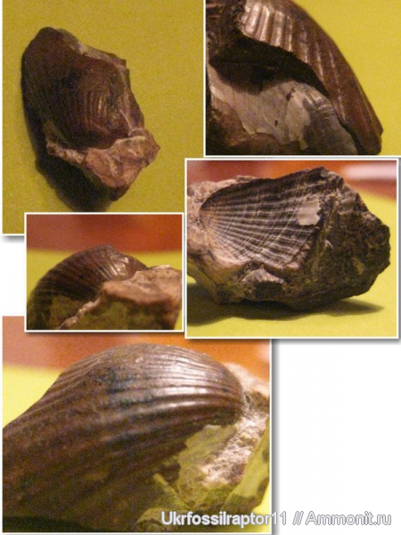 ?, Cardium, Киев