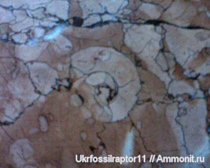 юра, метро, ?, Закарпатье, Киев, Jurassic