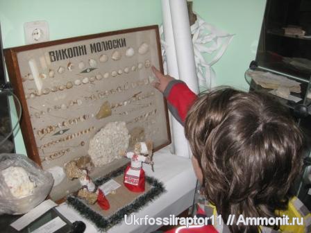 гастроподы, моллюски, двустворки, миоцен