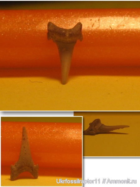 мел, Eostriatolamia, сеноман, Cenomanian, Cretaceous