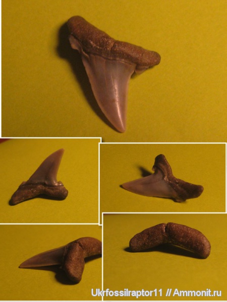 эоцен, Elasmobranchii, Киев, Hypotodus