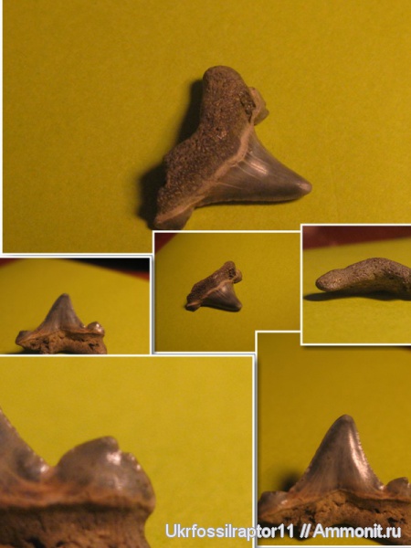 зубы, эоцен, акулы, зубы акул, Carcharocles, Elasmobranchii, Otodus, Киев, teeth, shark teeth, sharks