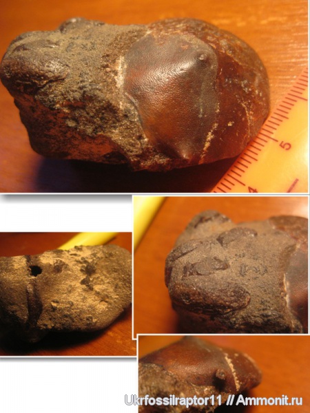 эоцен, Xanthopsis, крабы, Киев, Zanthopsis, Zanthopsis leachi