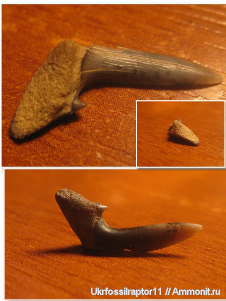 эоцен, Киев, Carcharias, Carcharias acutissima